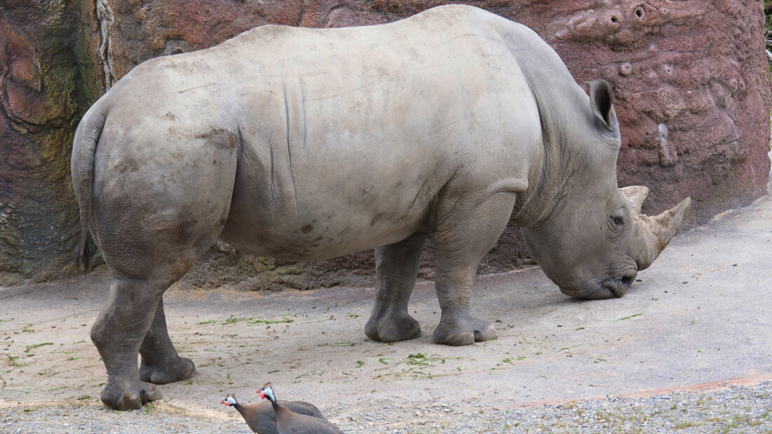 Die Hörner von Breitmaulnashörnern sind viel Wert. (Archivbild) 20250605084055751.jpg