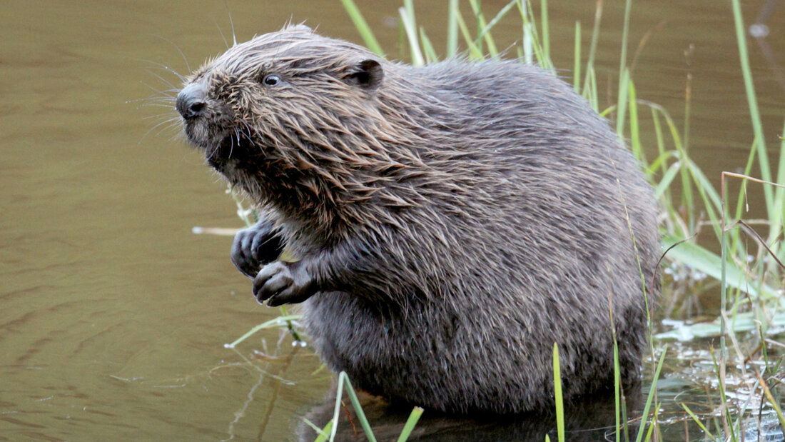 Der Europäische Biber galt in Vorarlberg für rund 350 Jahre als ausgestorben, seit 2006 haben sich wieder Tiere angesiedelt. (Archivbild) 20260724143743294.jpg
