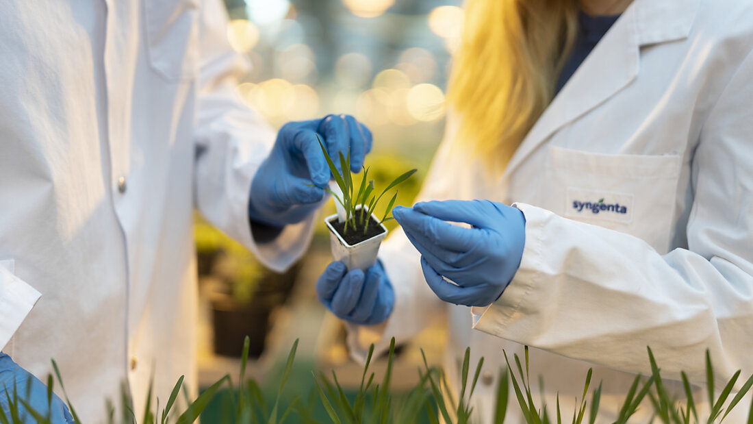 Die Syngenta Group hat im Startquartal von der Nachfrage nach neuen Pflanzenschutztechnologien profitiert. (Archivbild) 20250430080929761.jpg