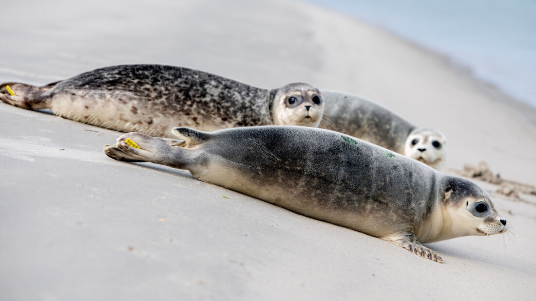 Eine Expertengruppe für Meeressäuger aus Dänemark, Deutschland und den Niederlanden beobachtet viele junge Seehunde im Wattenmeer. (Archivbild) 20251115044507236.jpg