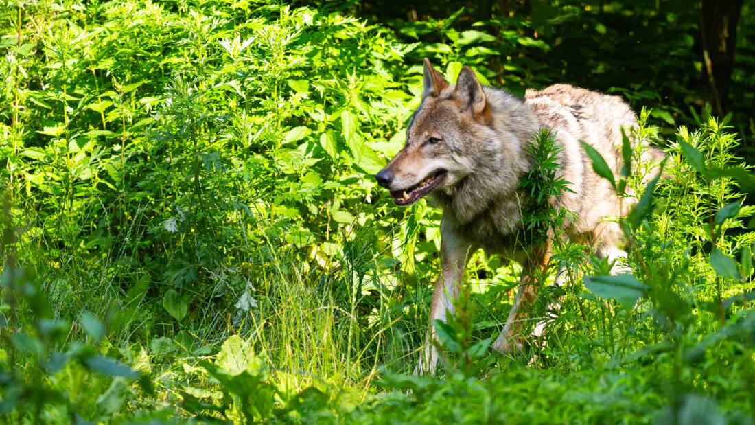 Ein Wolf hat im Bündner Südtal Misox einen Esel getötet. (Archivbild eines Wolfs in einem Wildpark) 20250804163435000.jpg