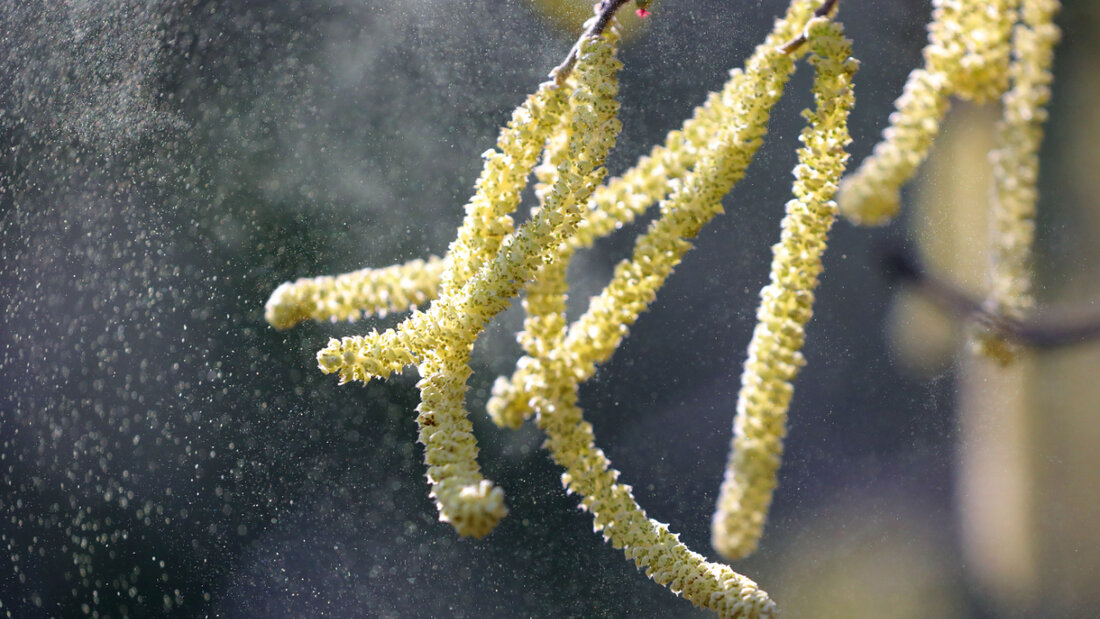 Schlechte Nachrichten für Heuschnupfengeplagte: Die Hasel- und Erlenpollen fliegen los, sobald die Sonne scheint. (Archivbild) 20260202090009237.jpg