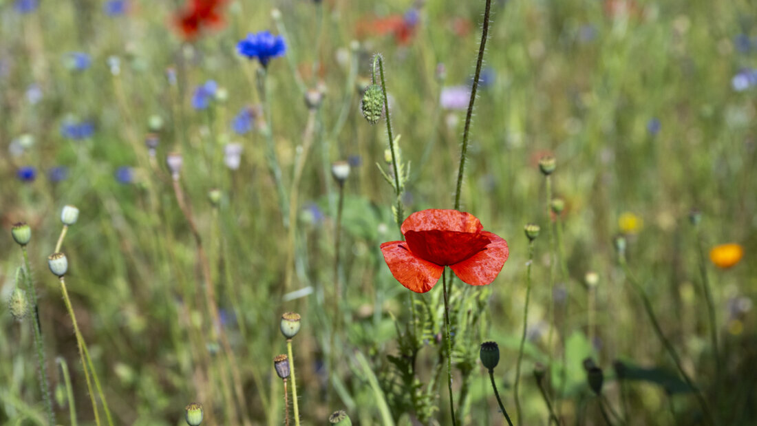 Wie kann man die Biodiversität erhalten? Am Weltbiodiversitätsforum in Davos suchen ab Sonntag über 1000 Fachleute nach Lösungen. (Symbolbild) 20260613090011358.jpg