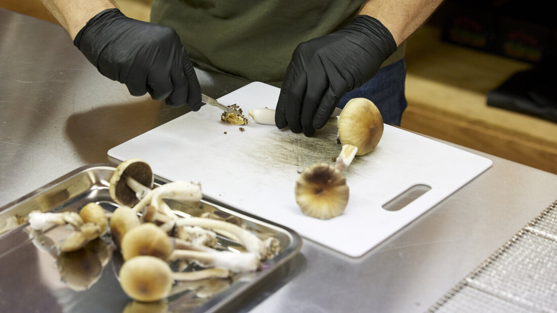 Der in sogenannten "Magic Mushrooms" enthaltene Stoff Psilocybin könnte das Gehirn empfänglicher für die unmittelbare Umgebung und neue Erfahrungen machen. (Symbolbild) 20260819150017554.jpg
