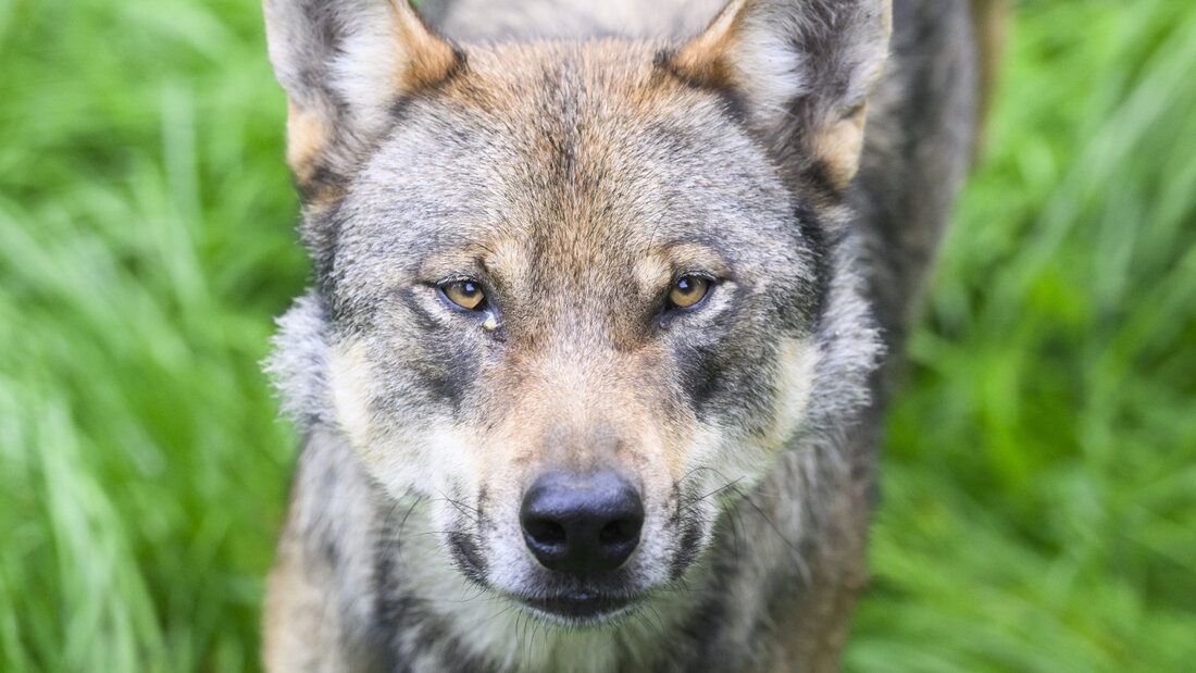 Der Wolf führt in Graubünden immer wieder zu hitzigen Diskussionen. (Symbolbild) 20260902162954862.jpg