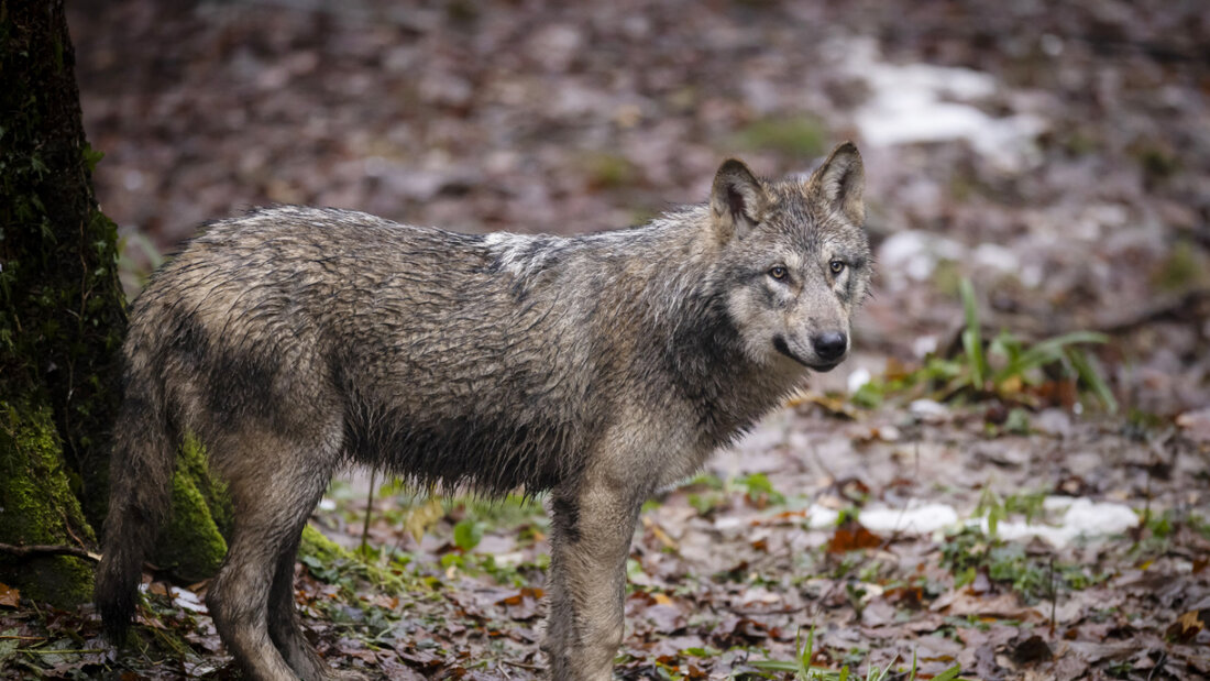Ein erwachsener Wolf in einem Zoo. Der Kanton Wallis hat vor allem Jungtiere im Visier. (Archivbild) 20250829150946001.jpg