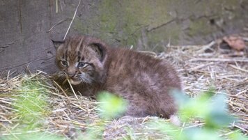 Handout: Natur- und Tierpark Goldau 20260601114247522.jpg