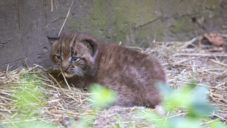 Handout: Natur- und Tierpark Goldau 20260601114247522.jpg