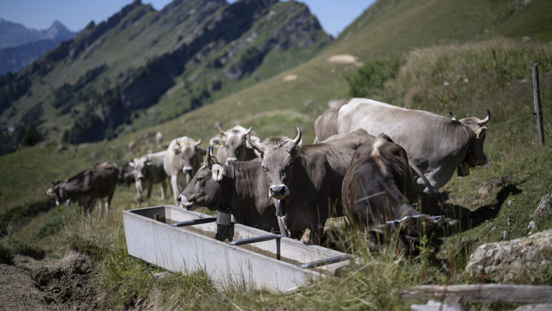 Wasser gibt es noch - aber nur aus der Luft: Rinder trinken auf der Alp Oberchäseren in Amden aus einem Brunnen. 20260808090027455.jpg
