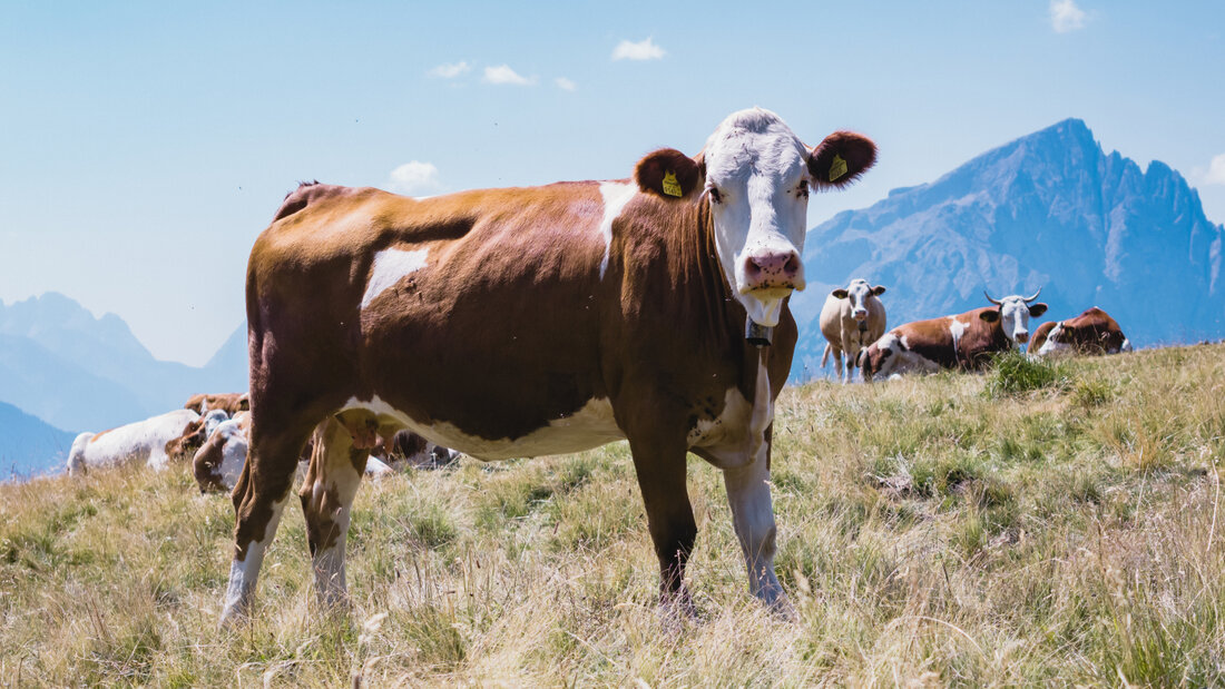 In Vorarlberg stecken sich Rinder vor allem während der Sömmerung auf Alpen an. Dort kommen sie in Kontakt mit Rotwild, das mit TBC infiziert ist. (Symbolbild) 20260925141050105.jpg