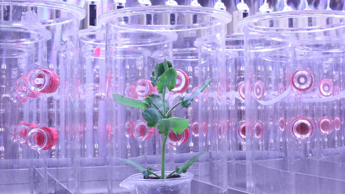 Eine Kalanchoë laxiflora Pflanze im automatischen
Duftstoffsammelsystem der Universität Bern. 20260828143022848.jpg