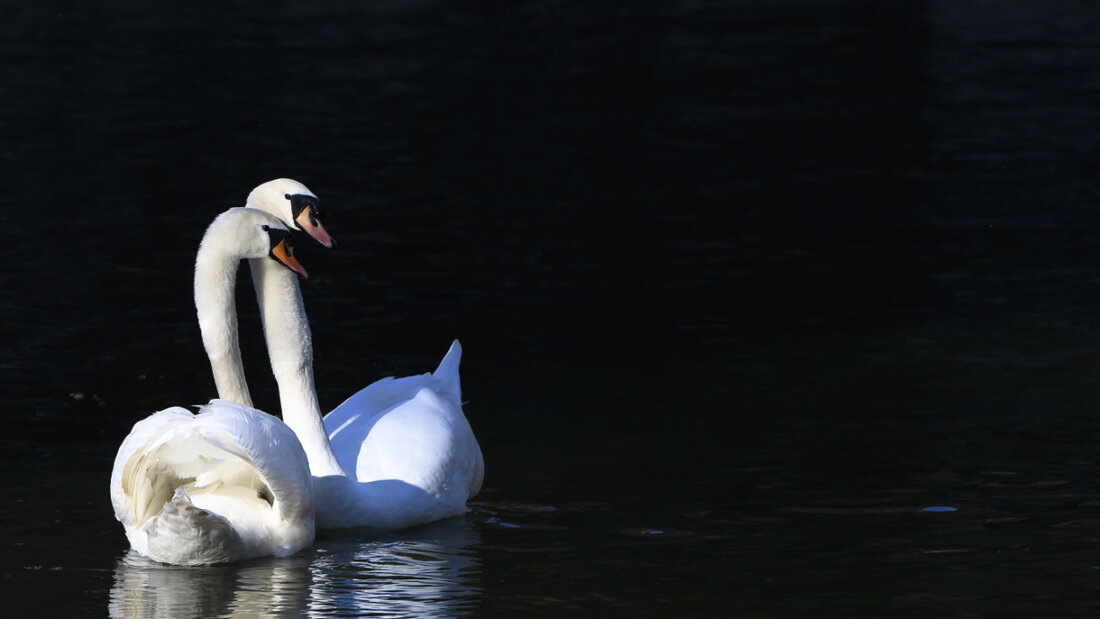 Auch Schwäne sind von der seit diesem Herbst wieder vermehrt beobachteten Vogelgrippe betroffen. (Archivbild) 20251217122438998.jpg