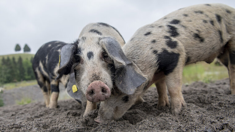 KEYSTONE/URS FLUEELER 20251111160713669.jpg