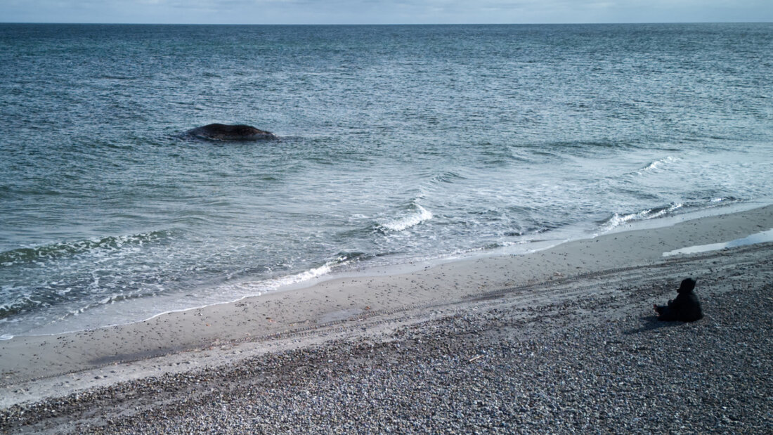 Tierärztin Anne Herrschaft sitzt am Ufer unweit vom toten Buckelwal, der vor der dänischen Insel Anholt liegt. Es handelt sich um den als Timmy bekannten Buckelwal, der Ende März erstmals vor Timmendorfer Strand gestrandet war und rund einen Monat später in die Nordsee transportiert wurde. Foto: Marcus Golejewski/dpa 20260521151247589.jpg
