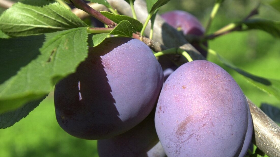 Die zahlreichen Sonnenstunden der vergangenen Wochen hätten für einen hohen Zuckergehalt und ein ausgewogenes Aroma in den Zwetschgen gesorgt, teilt der Schweizer Obstverband mit. (Archivbild) 20260804093042981.jpg