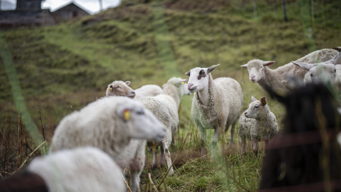Bis Ende September hat der Wolf im Kanton Graubünden 186 Ziegen und Schafe sowie drei Rinder gerissen (Symbolbild) 20251029151915779.jpg