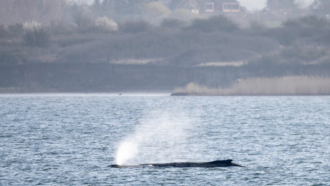 ARCHIV - Der Wal gibt Atemluft ab, während er noch immer in der Wismarer Bucht liegt. Foto: Philip Dulian/dpa 20260410112249271.jpg