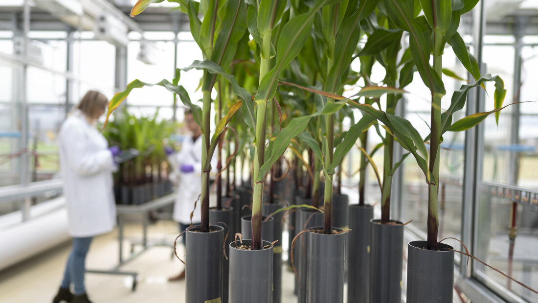 Syngenta hat im ersten Halbjahr 2026 den Betriebsgewinn bei etwas tieferen Umsatz leicht verbessert. Der Agrochemiekonzern hat das Geschäft auf ertragsstärkere Bereiche fokussiert. (Archivbild von der Forschung an Pflanzenschutzmiteln) 20260827081331659.jpg