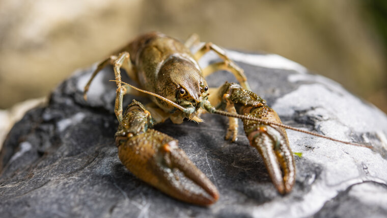 Kantone Appenzell Innerrhoden und Ausserrhoden 20250711095720310.jpg