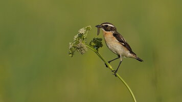 Keystone/APA/BIRDLIFE ÖSTERREICH/A.KIRCHNER 20260714111855060.jpg