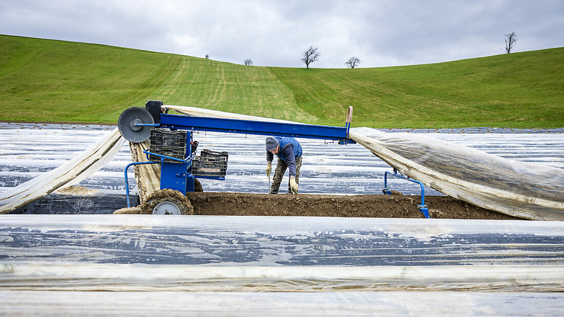 Auf den Schweizer Spargelfeldern - wie hier in Eglisau im Kanton Zürich - beginnt in diesen Tagen die Ernte. 20250327170630879.jpg
