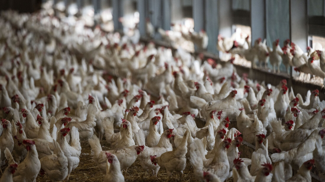 Suisse Garantie warb mit Eiern aus "kleinen Herden". Die Lauterkeitskommission stuft dies als irreführend ein, da die meisten Hühner in grossen Beständen leben. Tierschützer hatten die Werbung beanstandet. (Archivbild) 20260929093353618.jpg
