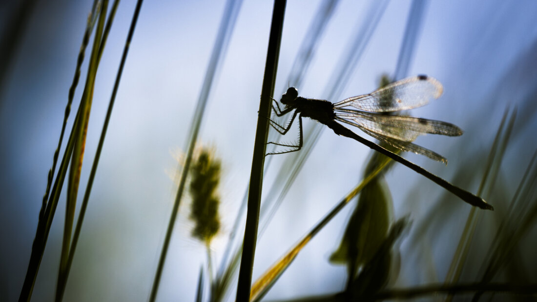 Die neue kantonale Website www.terraviva.gr.ch informiert über den Umsetzungsstand der Bündner Biodiversitätsstrategie 2023-2028. (Symbolbild) 20250521120819694.jpg