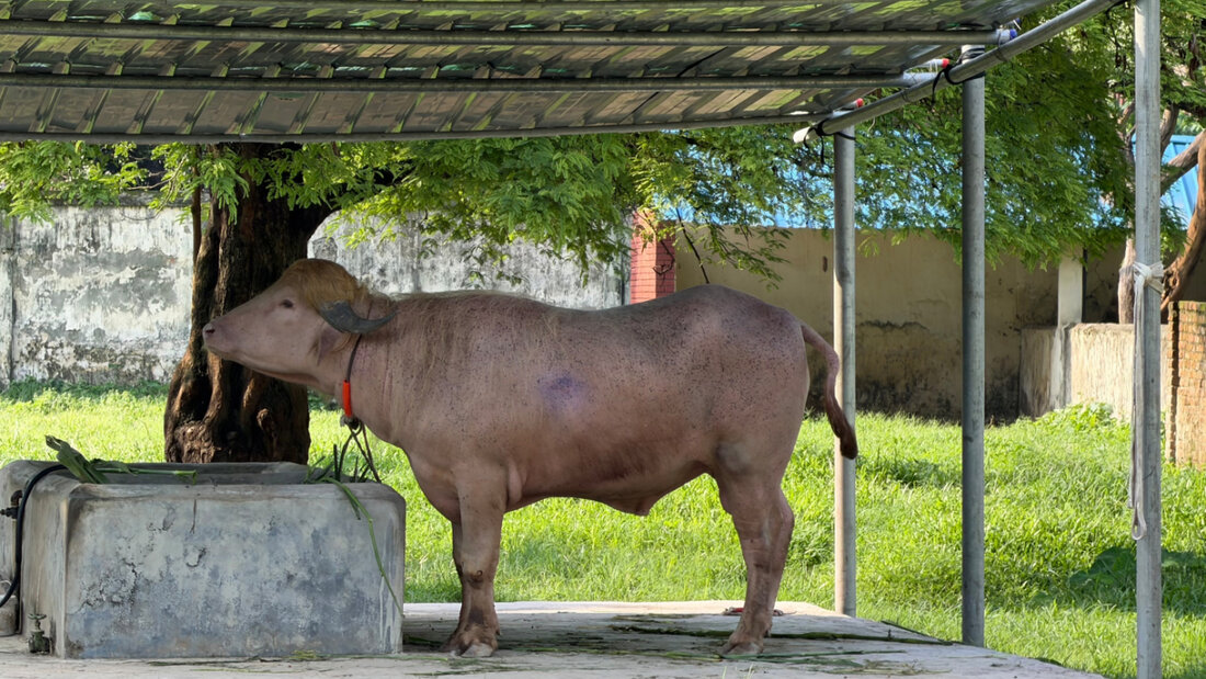 Albino-Büffel «Donald Trump» im Zoo in Dhaka. Foto: Nazrul Islam/dpa 20260528174144889.jpg