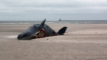 KEYSTONE/DPA/PETER KUCHENBUCH-HANKEN 20260222130909916.jpg