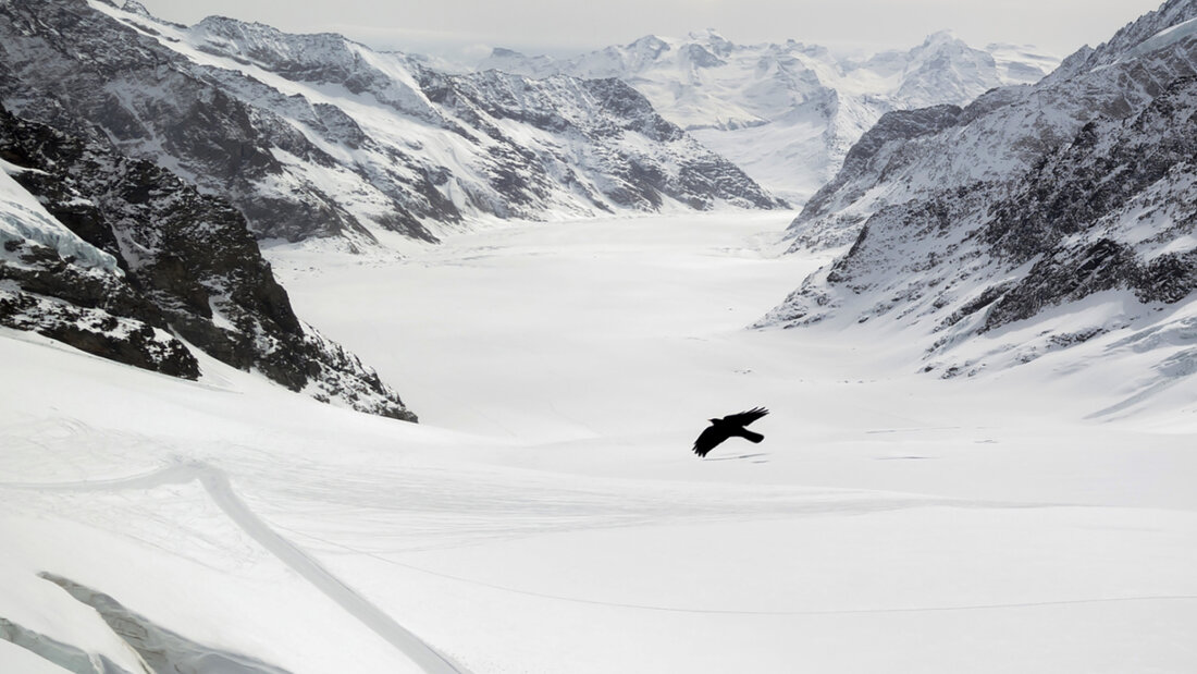 Der Schnee, der diesen Winter den Grossen Aletschgletscher bedeckte, ist bereits wieder weg. (Archivbild) 20250704095930463.jpg