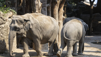 KEYSTONE/ENNIO LEANZA 20251209120610254.jpg