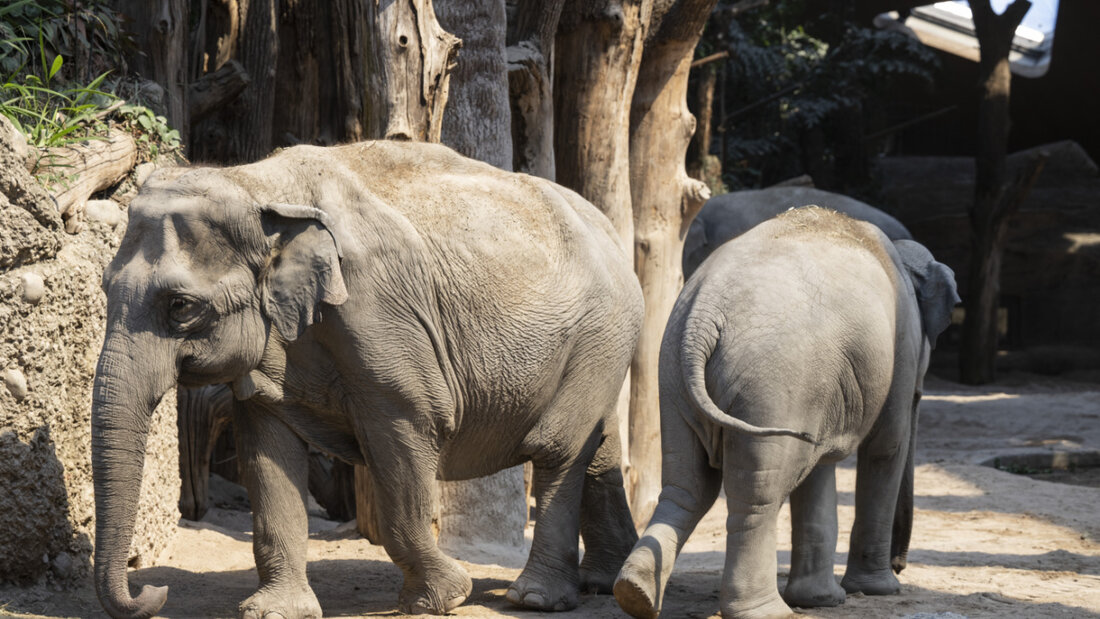 In der Wildnis Afrikas haben Elefanten oft Mühe, an ausreichend Salz zu kommen. (Symbolbild) 20251209120610254.jpg