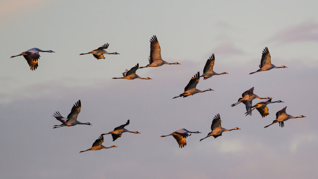 Kraniche fliegen vermehrt durch die Schweiz. (Archivbild) 20260303123145124.jpg