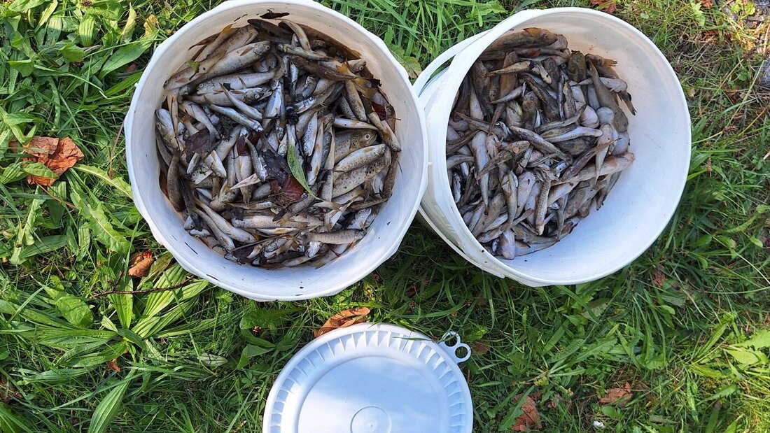 Rund 1000 tote Fische mussten aus der Glatt gefischt werden. 20260901160757953.jpg