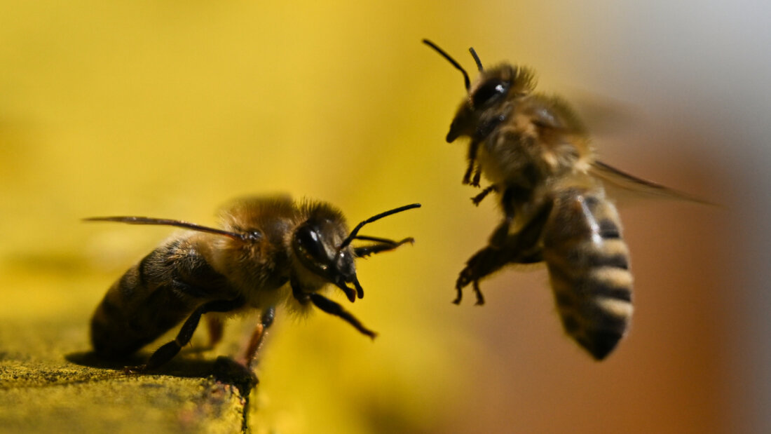 Der Schutz der Bienen soll in der Schweizer Verfassung verankert werden. Deshalb lancieren die Schweizer Imker eine Bieneninitiative. (Archivbild) 20260301104002131.jpg