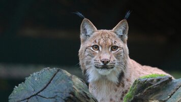 KEYSTONE/DPA Zoo Wuppertal/CLAUDIA PHILIPP 20260617111301357.jpg