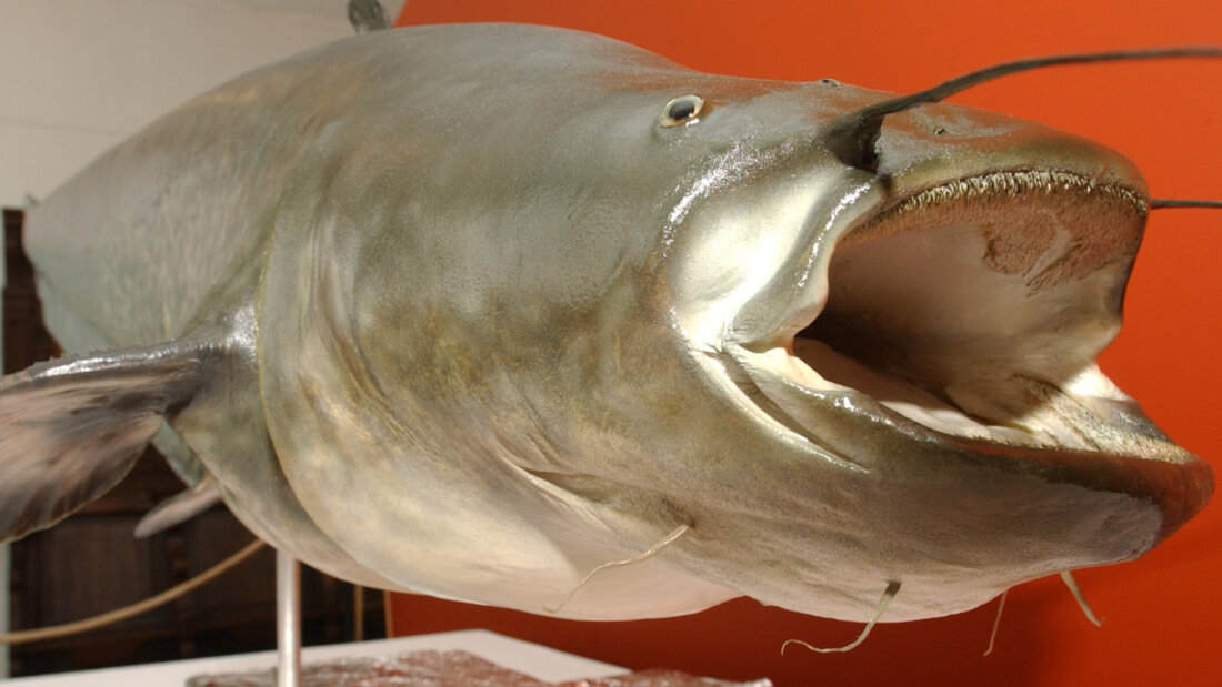 Ein Museum in Mönchengladbach stellt einen präparierten Wels aus. (Archivbild) 20250724123404249.jpg