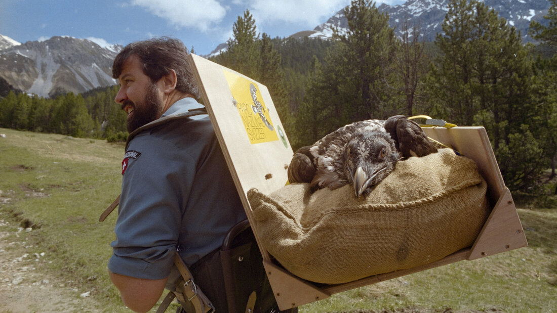 Im Juni 1992 wurde im Schweizer Nationalpark in Graubünden ein Bartgeier ausgesetzt. (Archivbild) 20260720112431202.jpg