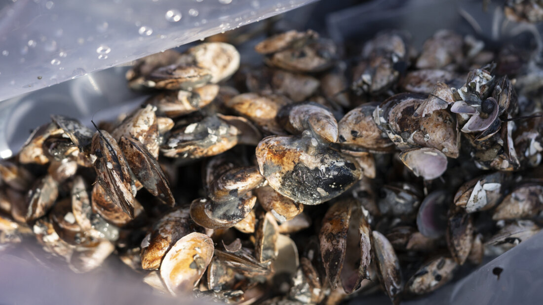 Die Kantone Schaffhausen und Thurgau wollen im Rhein Quaggmuscheln entfernen. Eine grossflächige Beseitigung wird es aber nicht geben. ((Archivbild) 20260609173136702.jpg