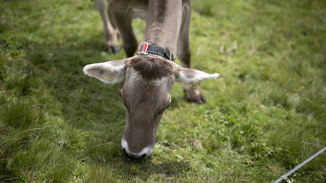 Kühe können mit der Maul- und Klauenseuche angesteckt werden. (Symbolbild) 20250409152046331.jpg