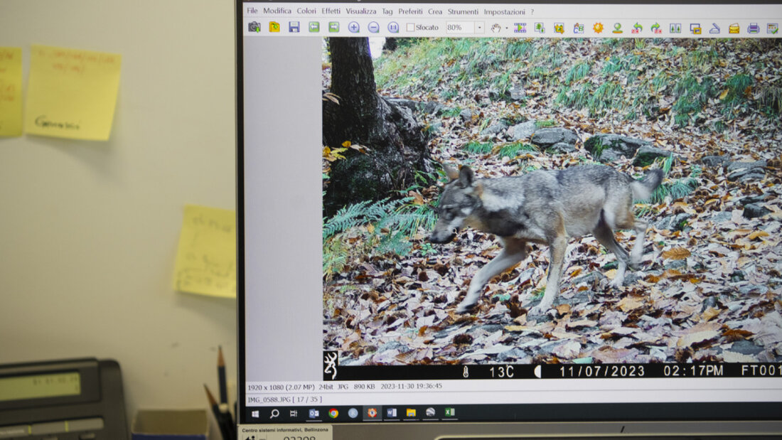 Der Kanton Schwyz muss den Abschuss eines Wolfes sistieren. (Symbolbild) 20250611142010338.jpg