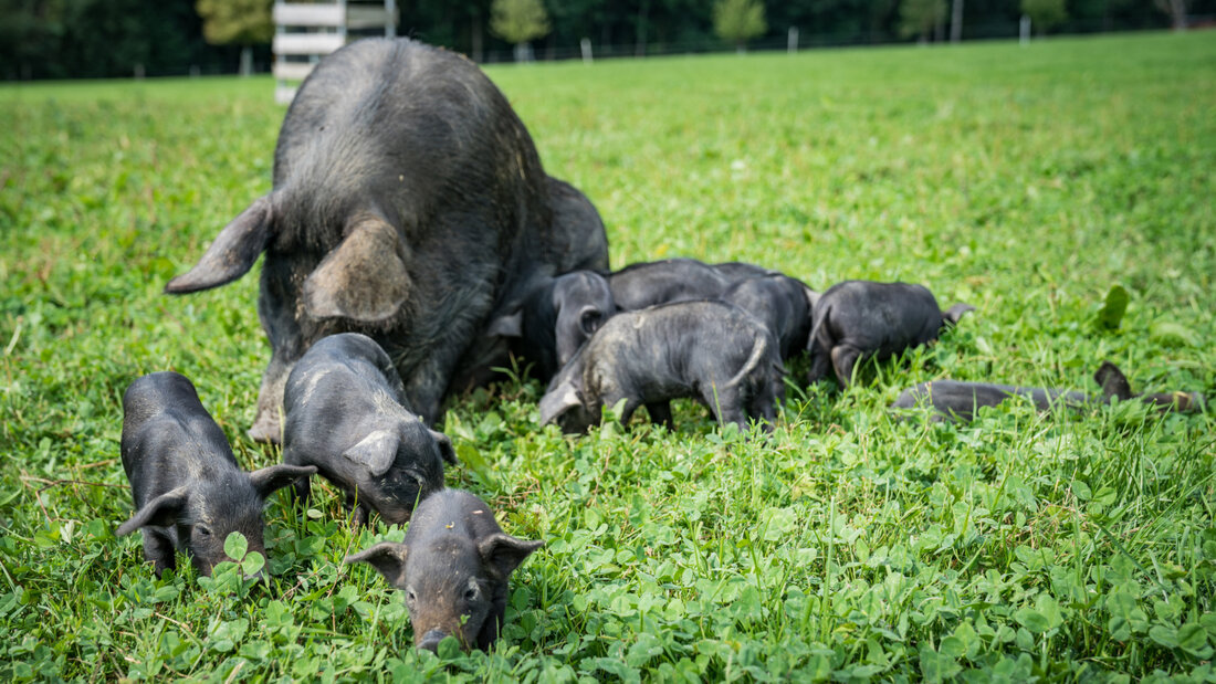 Das Bundesamt für Landwirtschaft (BLW) hat das Schwarze Alpenschwein offiziell als alte einheimische Nutztierrasse anerkannt. 20260804142653531.jpg