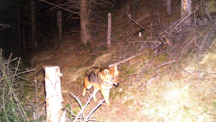 KEYSTONE/AMT FUER FISCHEREI UND JAGD GR 20260129102235487.jpg