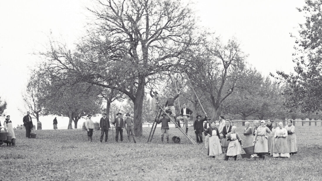 Lange kam das auf den Tisch, was in der Umgebung wuchs. Im Bild zu sehen ist eine Obsternte im Asyl Wil um 1900. (Archivbild) 20260525093040272.jpg