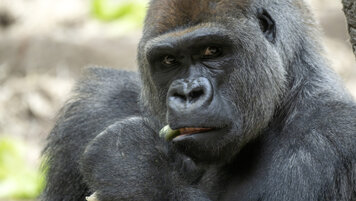 KEYSTONE/GEORGIOS KEFALAS 20251105115928713.jpg