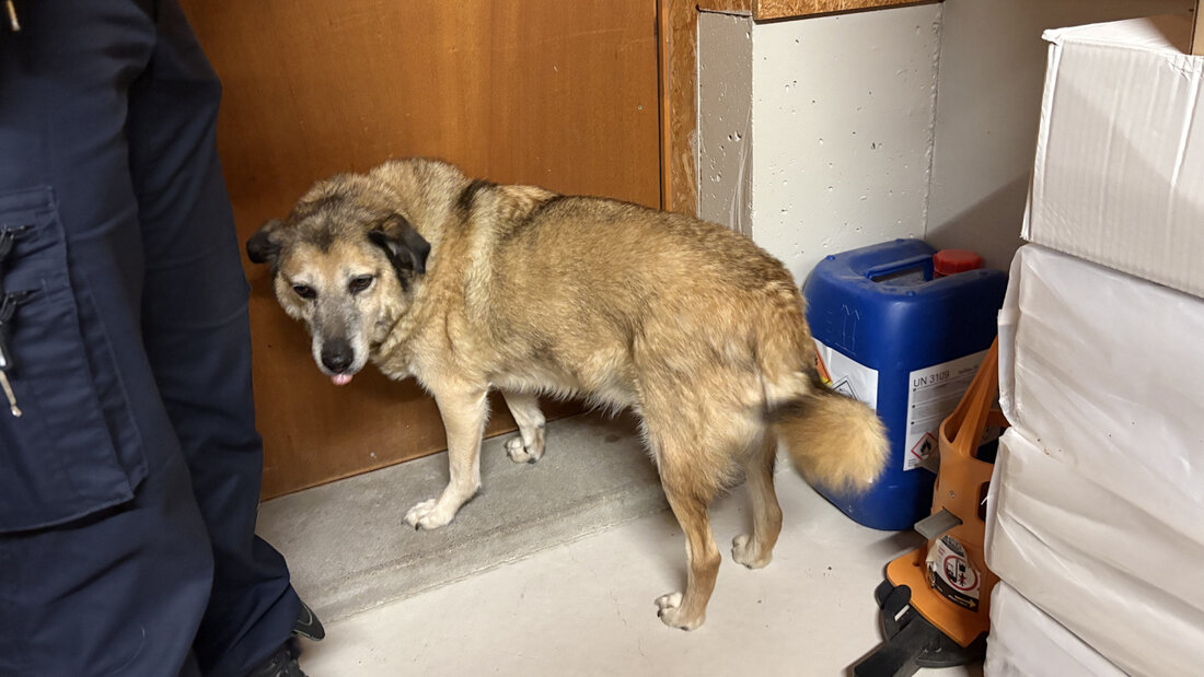 Die Polizei veranlasste, dass der Hund in ein Tierheim gebracht wird. 20261006153155065.jpg