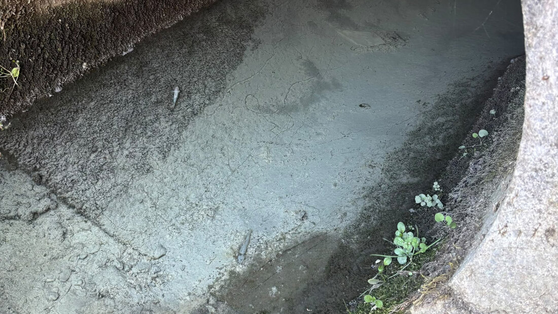 Im Bach waren graue Ablagerungen sowie weisser Schaum sichtbar. Mehrere Fische starben. 20261014101720432.jpg