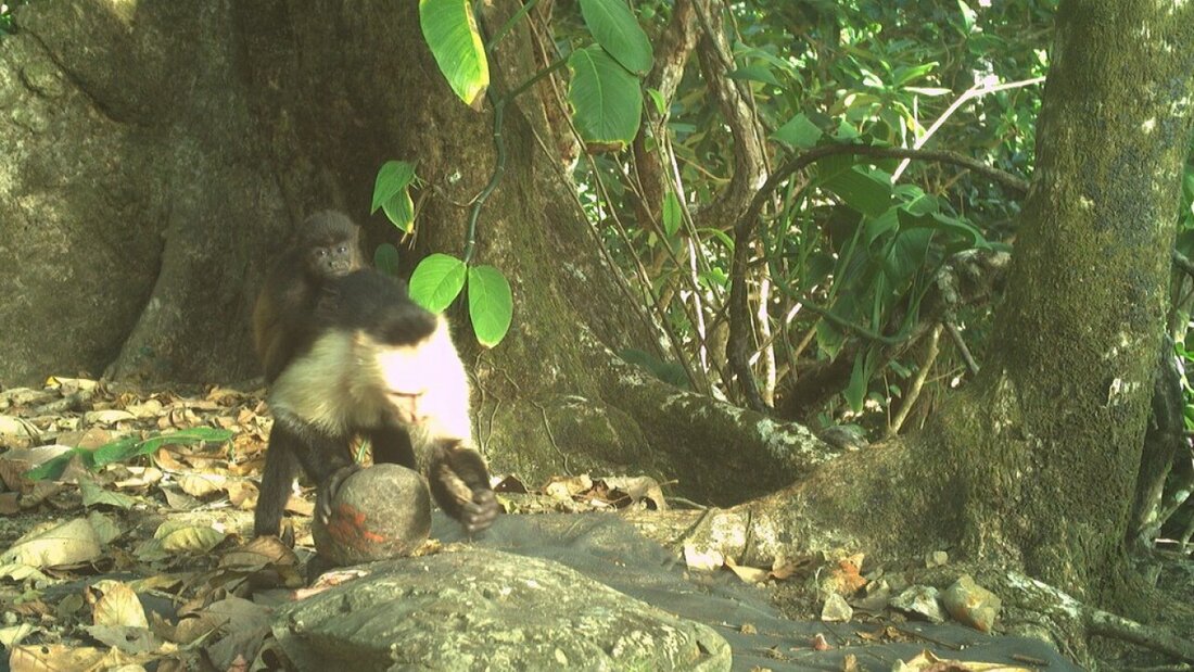 Junge Männchen einer Kapuzineraffen-Gruppe verschleppen kleine Brüllaffen und tragen sie herum - ohne sich um sie zu kümmern. 20250519085305306.jpg