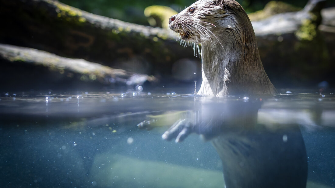 Erstmals seit langem sind im Kanton Schwyz Spuren des Fischotters nachgewiesen worden. (Symbolbild) 20260331120843893.jpg