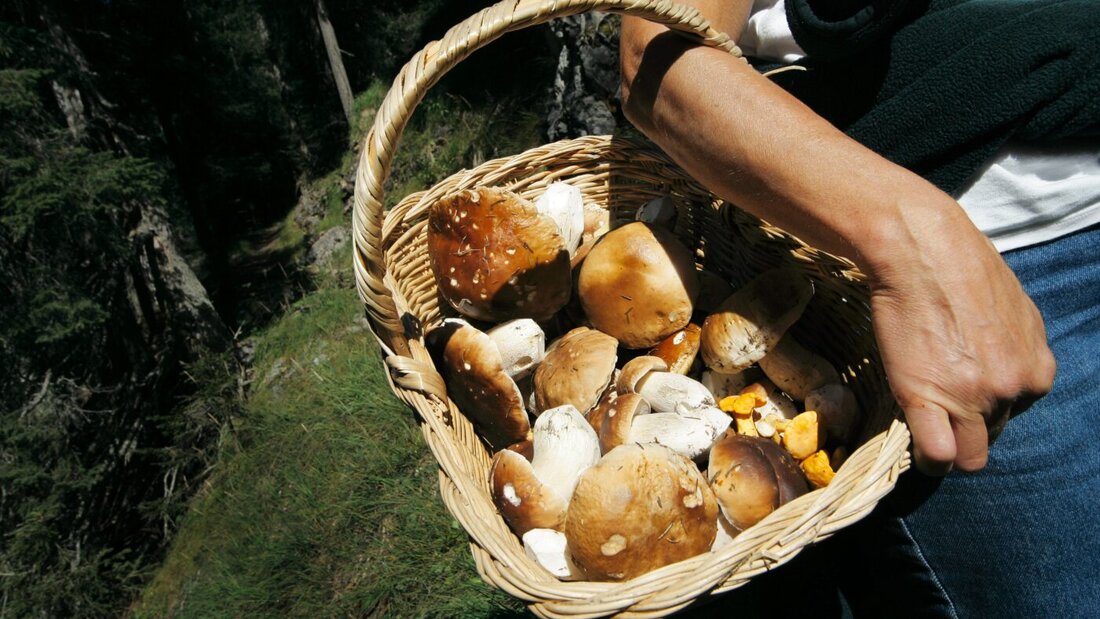 Die Guten ins Töpfchen, die Schlechten ins Kröpfchen: Eine Kontrolle stellt sicher, dass garantiert kein giftiger Pilz auf den Teller der stolzen Sammlerin kommt. (Archivbild) 20260909154716735.jpg